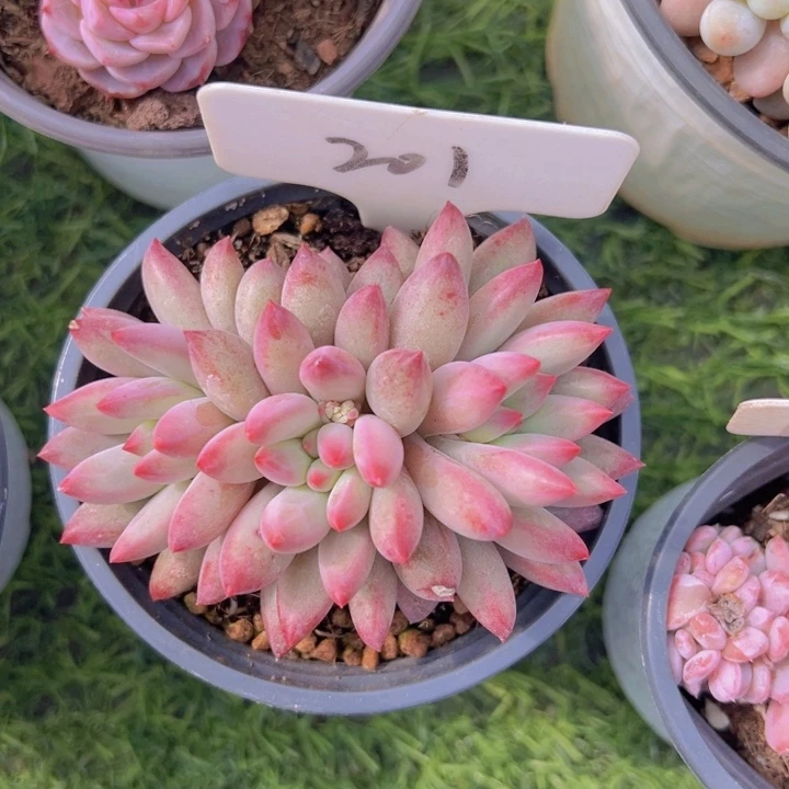 健健康康平平安安