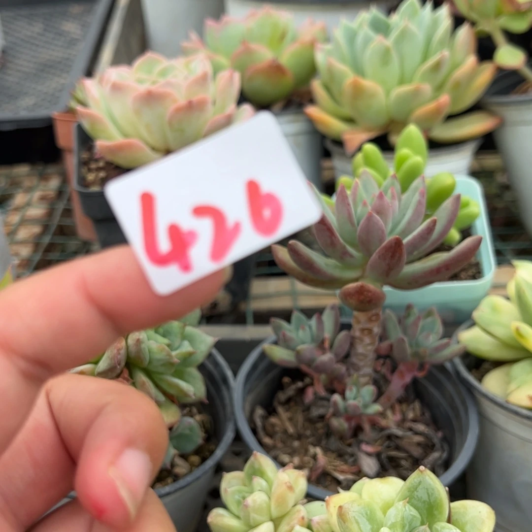 【闪购商品】b****d426。 11111111