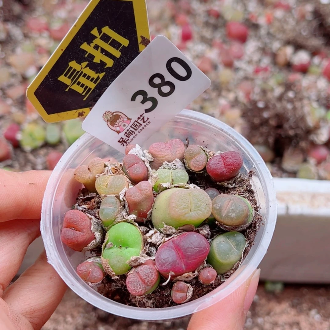 多肉植物多肉植物