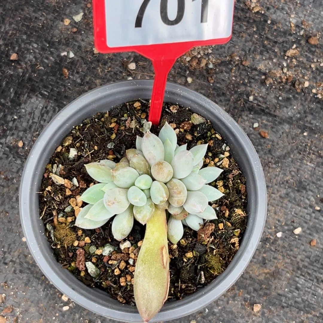 多肉植物红体哥特701