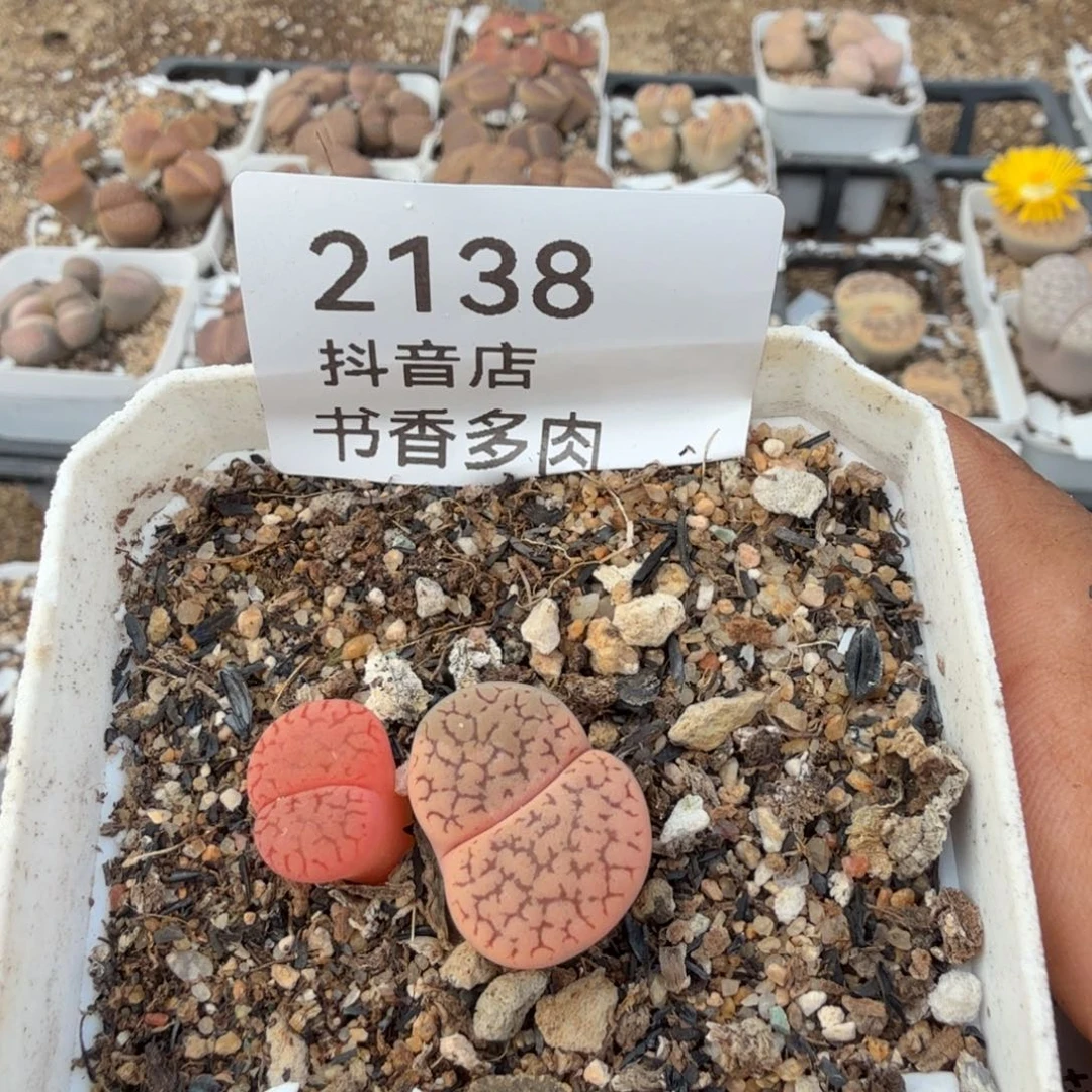 多肉。