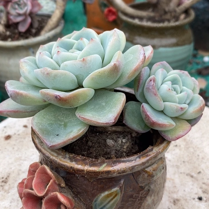奶油泡芙老桩多肉