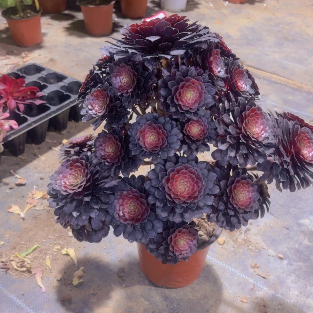 紫**子黑铜中班有断枝瑕疵04