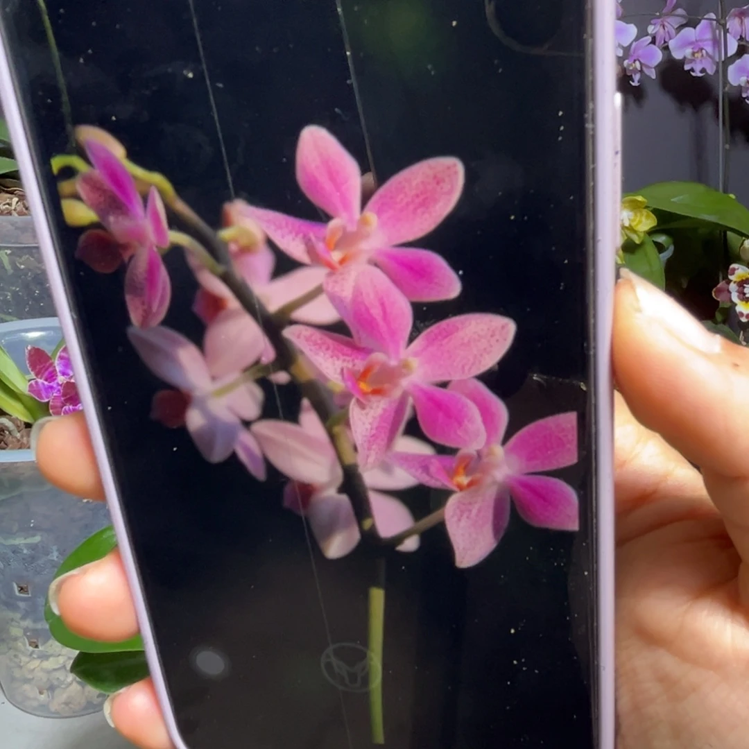 无花朵Eq象耳蝴蝶兰超大苗