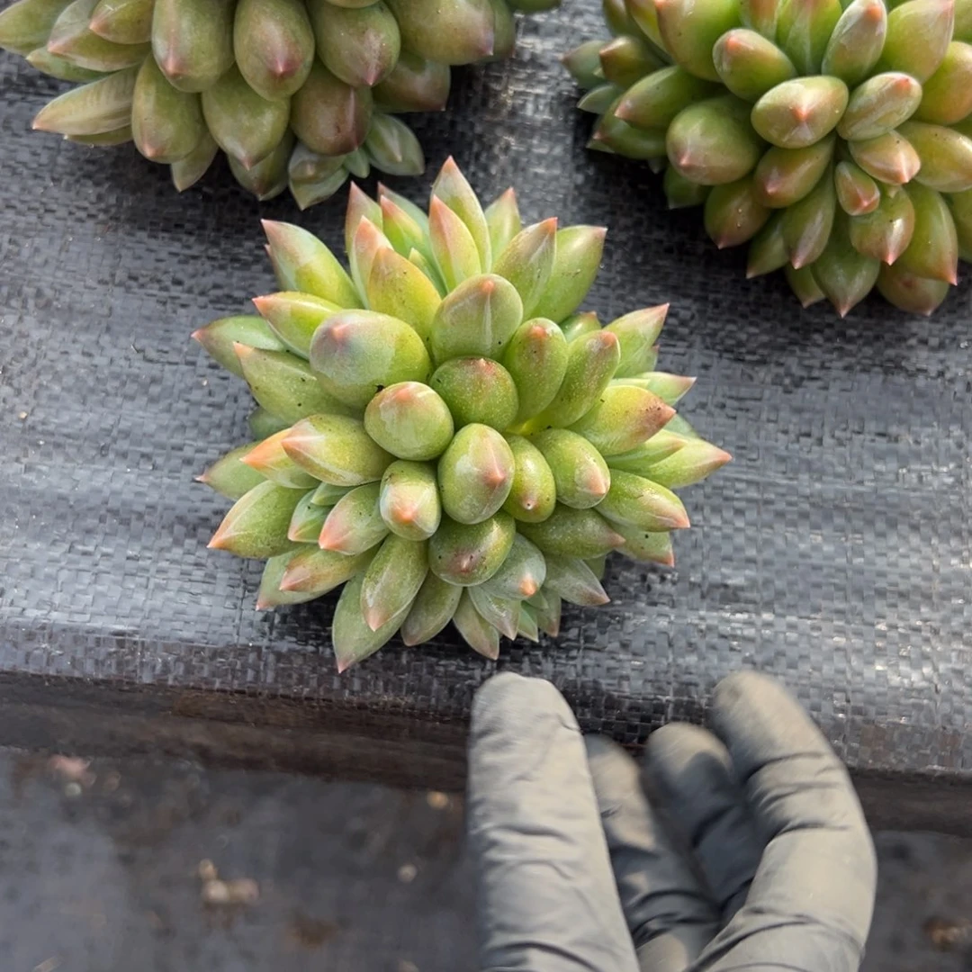 重楼多肉一物一拍