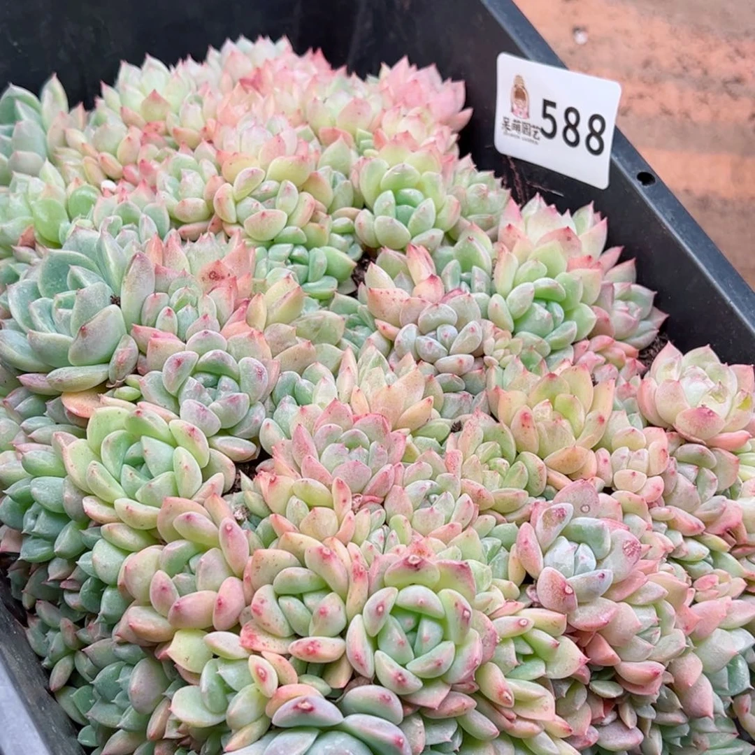 多肉植物多肉植物