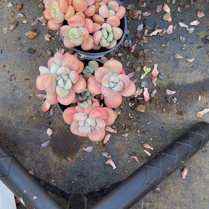 花斑鹿两颗一物一拍