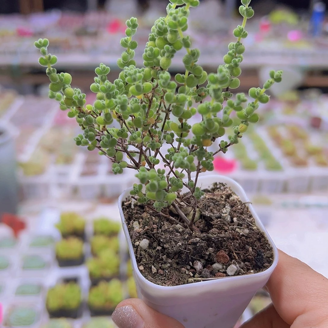 莱斯枝干19包邮多肉植物