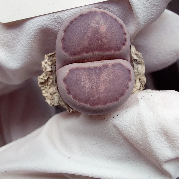 不过他不可能一直保持这个443