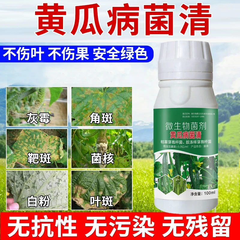 黄瓜病菌清黄瓜炭疽青枯灰霉软腐白粉角斑靶斑叶斑青枯微生物菌剂