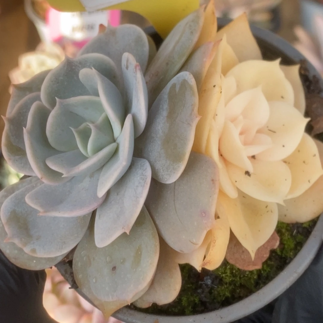 464双子座锦锦锦锦锦锦锦