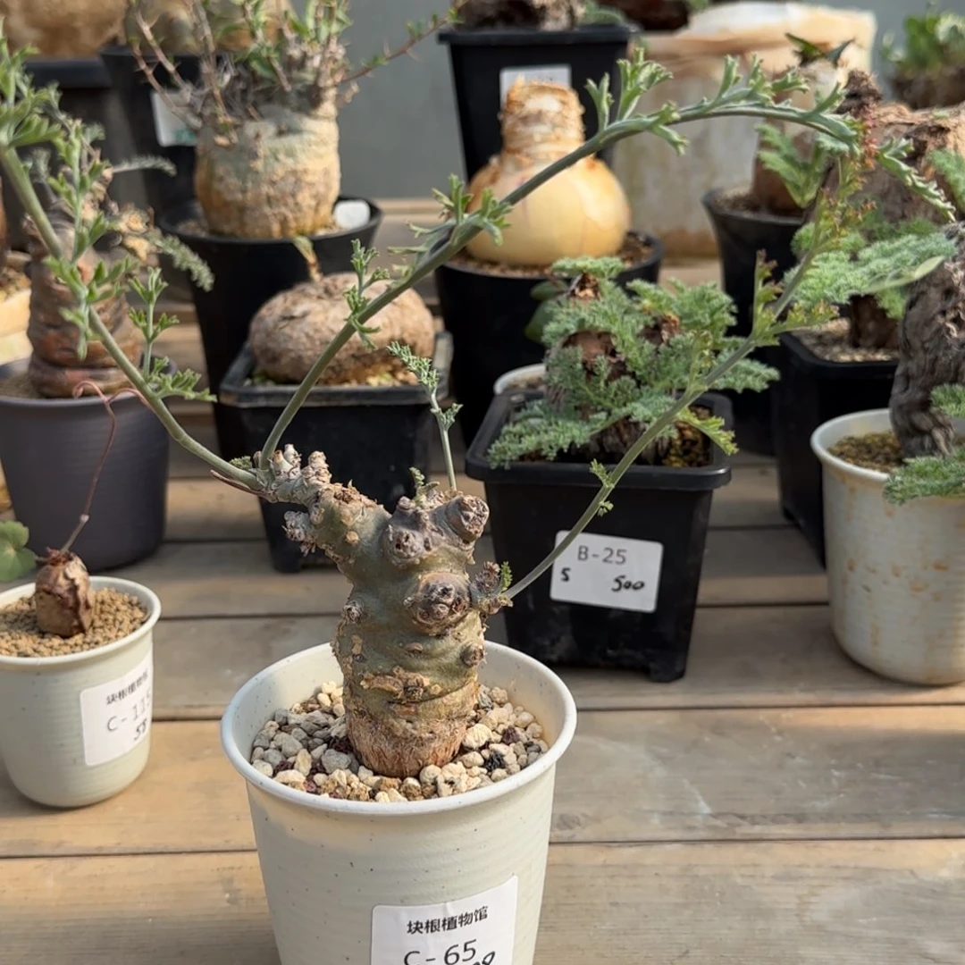 65帕威洋葵块根植物