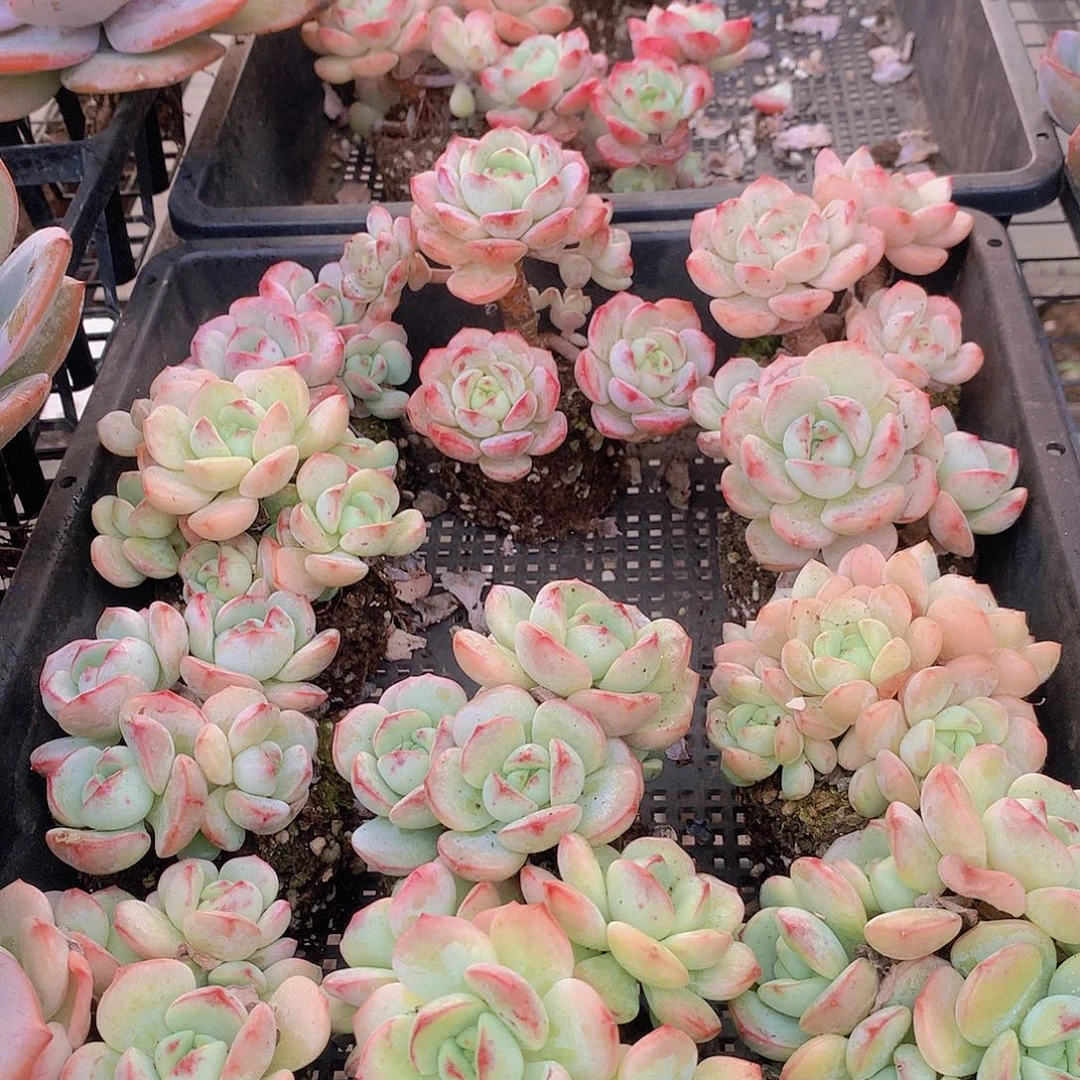 香草碧斯45678999990000