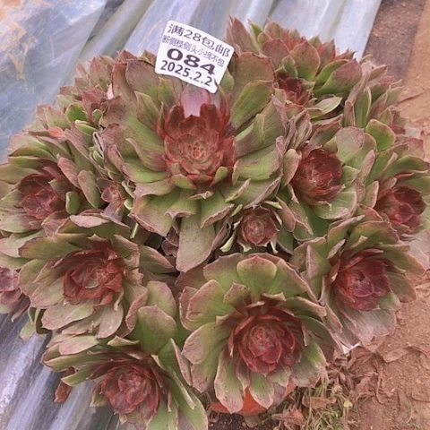 2.2-84红丝绒多肉植物