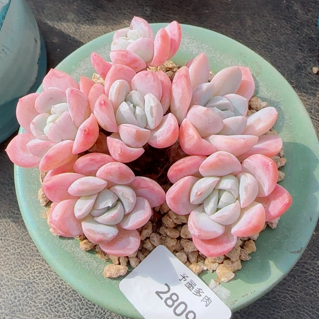 长杆粉胖虎，2809多肉植物