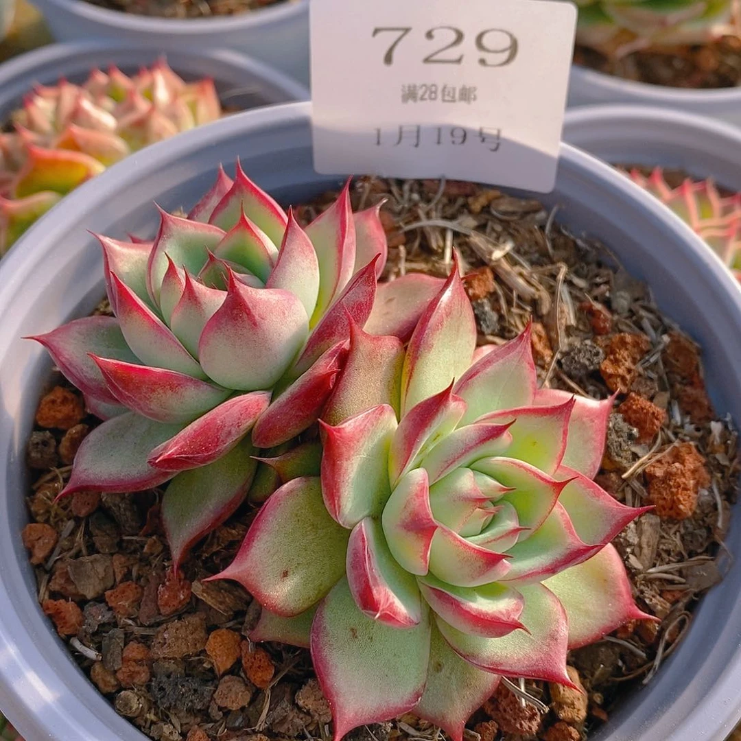 【闪购商品】云729