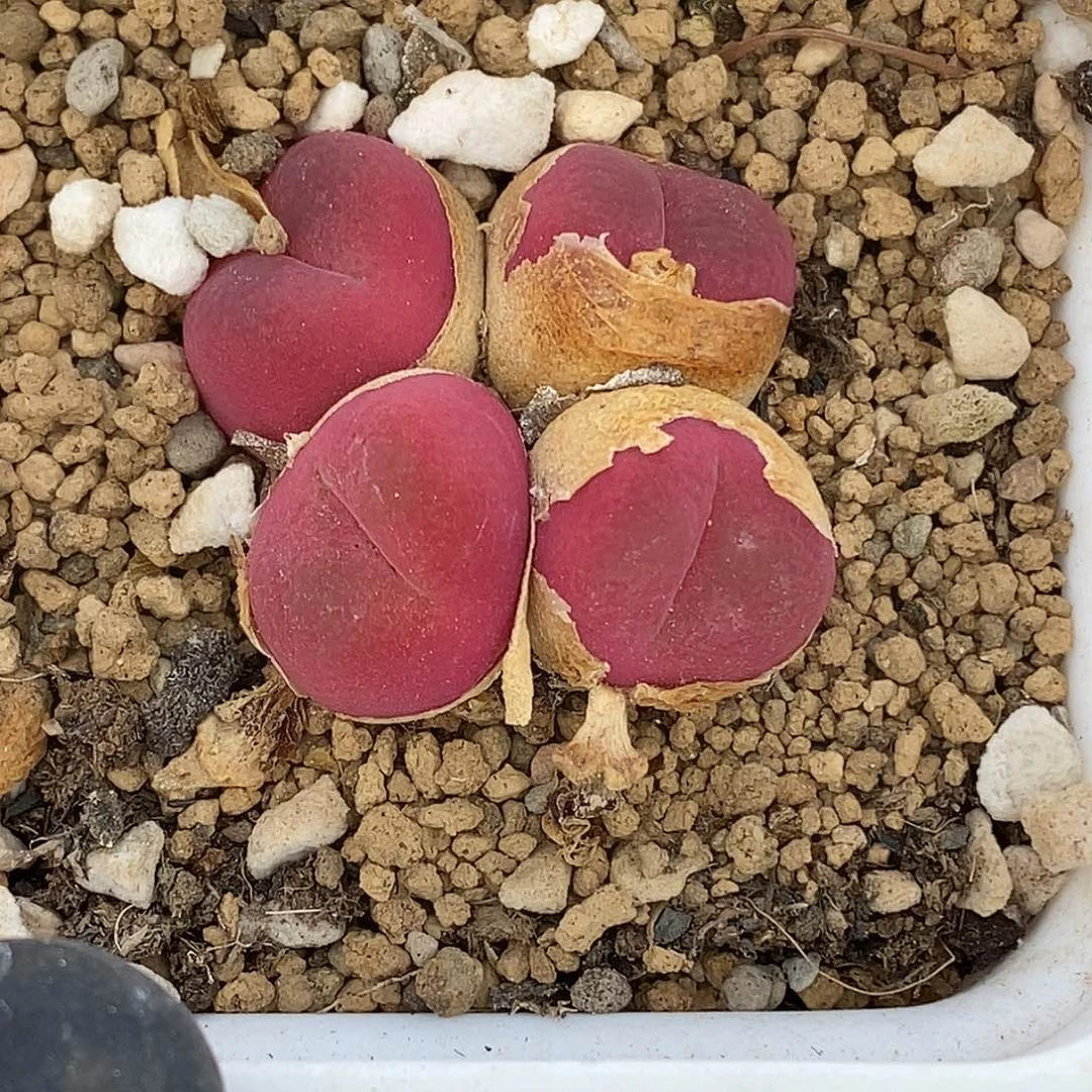蓝**壳桃喜花园0528/69毛