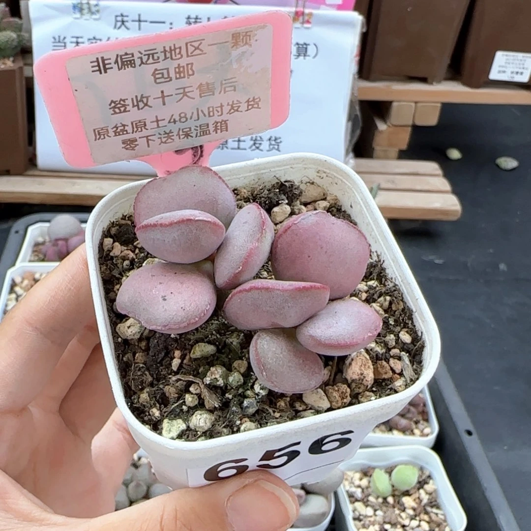 656白肌红蛋多肉