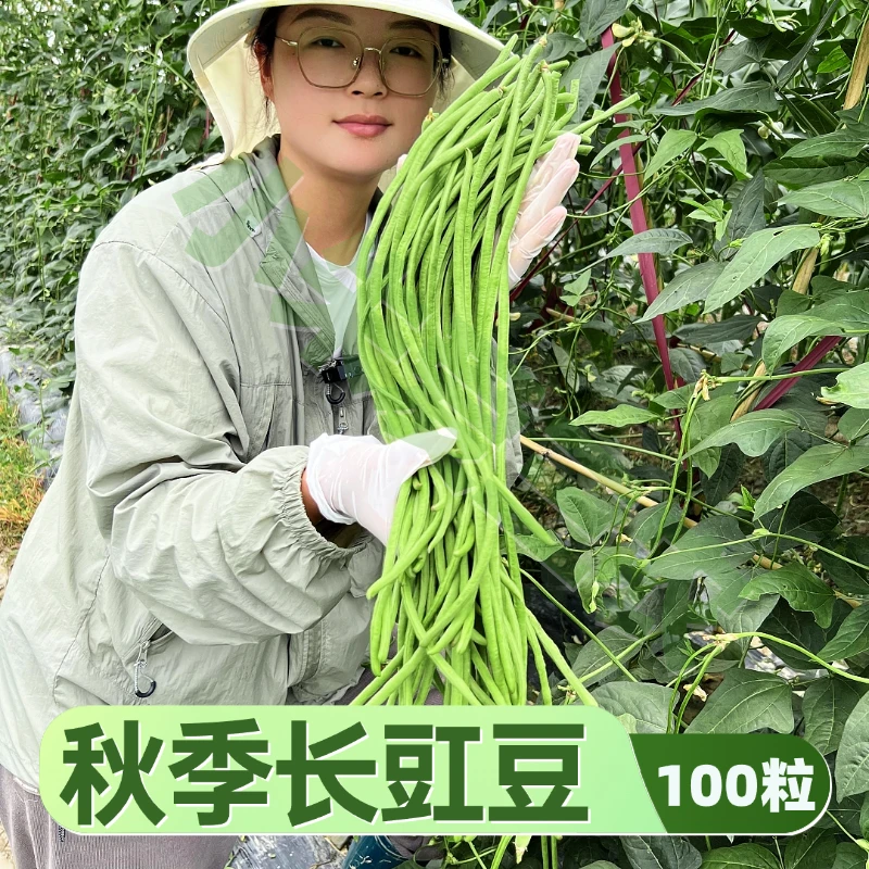 秋季长豇豆种子甄选高产优质抗病豇豆种子家庭小菜园种长豆角种子