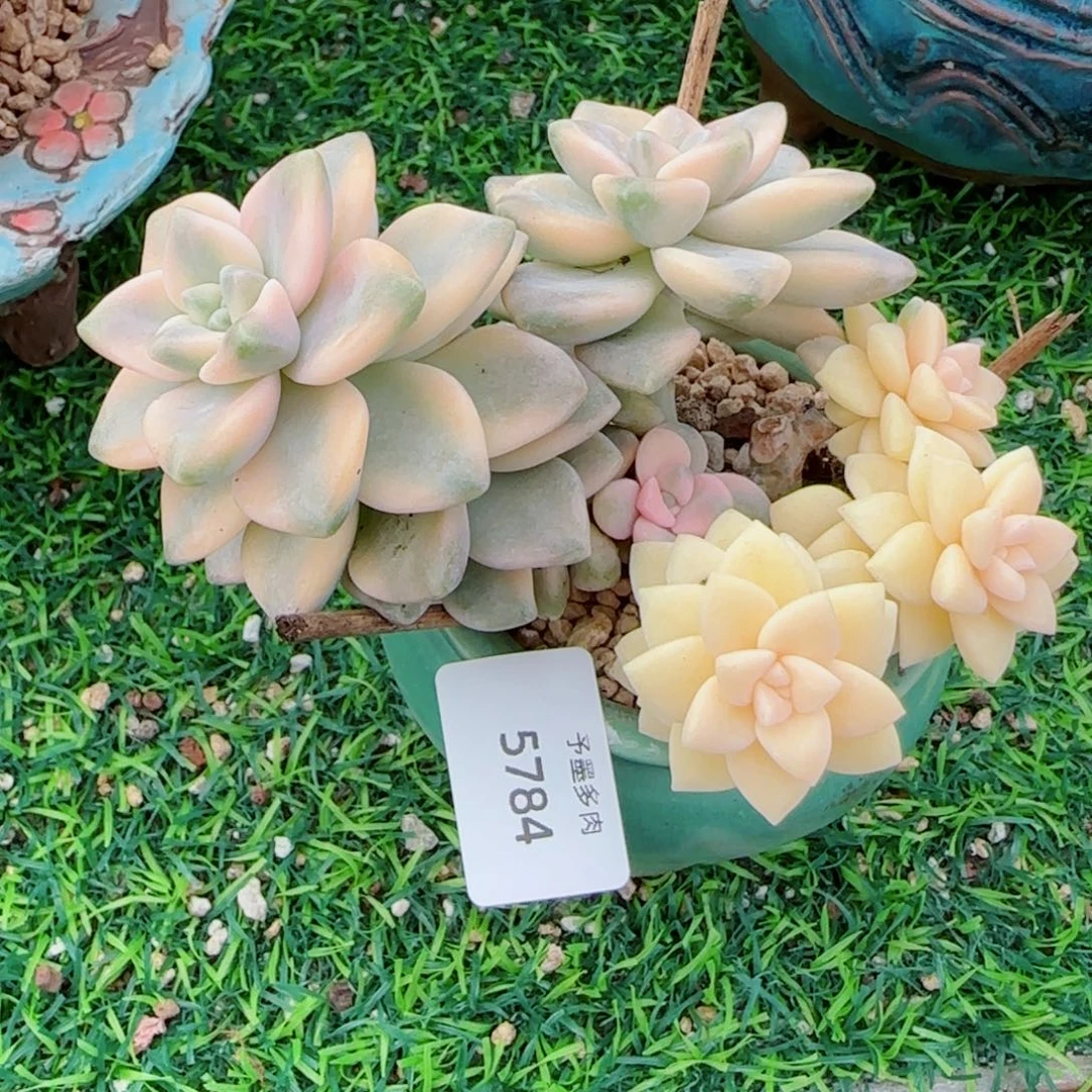 美杏锦，5784多肉植物