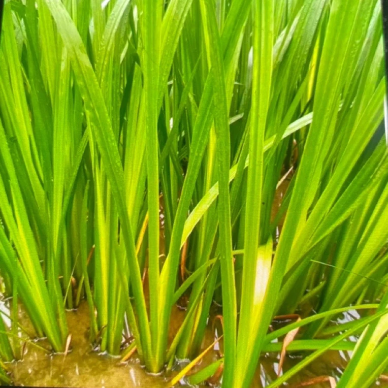 水培石菖蒲水生盆景鱼龟缸造景水养花过滤盆栽植物四季常青景观