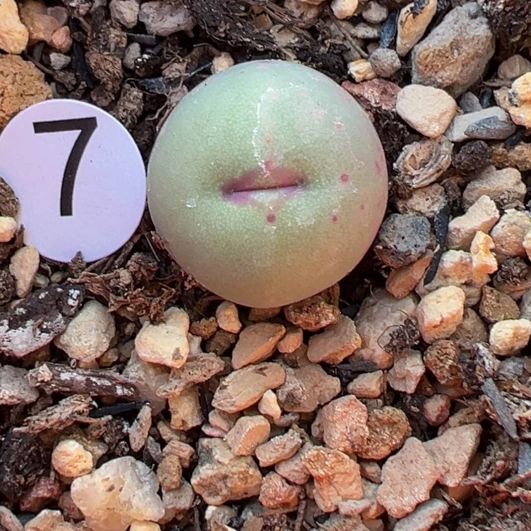 多2植物1111111111111111