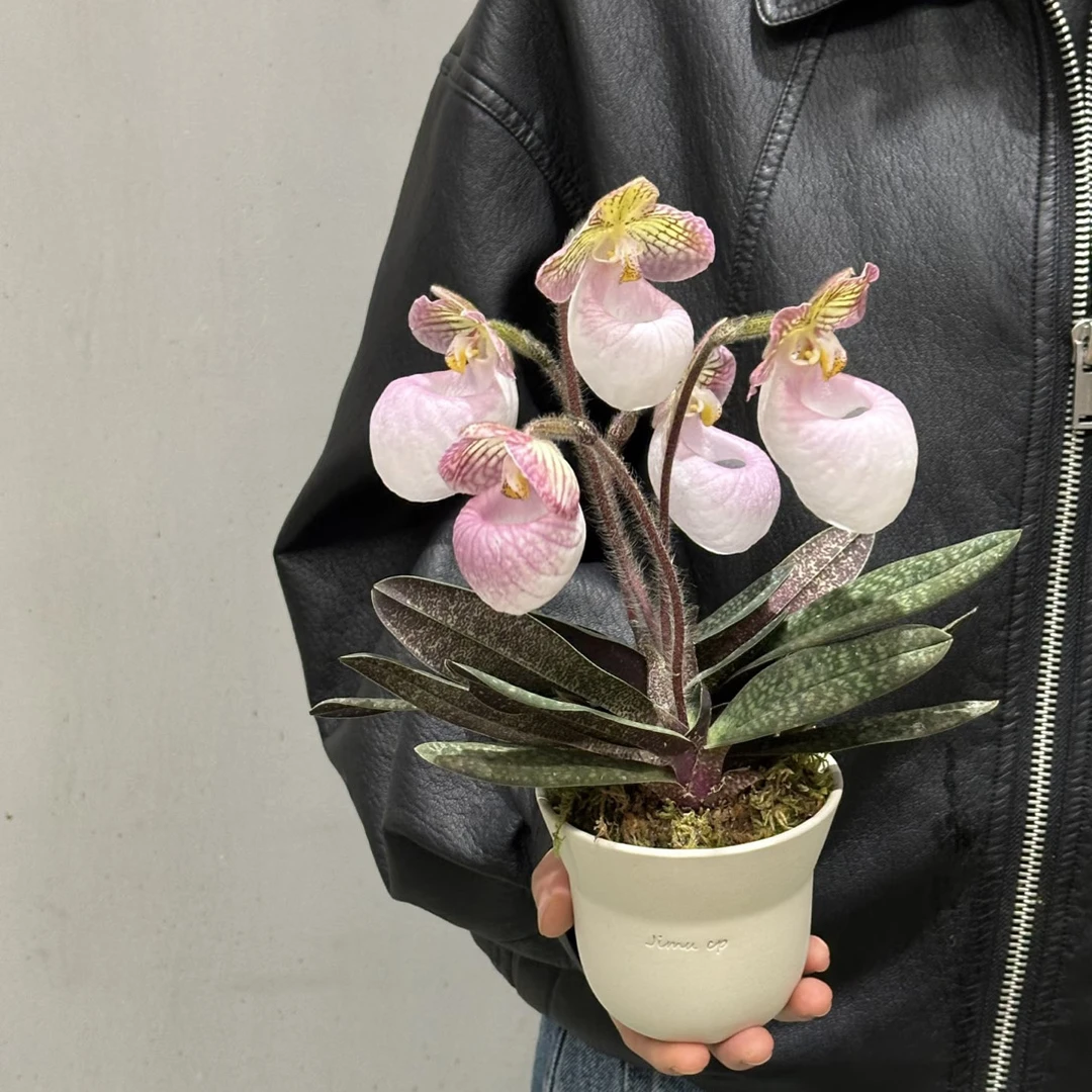 【玉女兜兰】AA级兜兰盆栽小水专属 少女心特别稀有植物