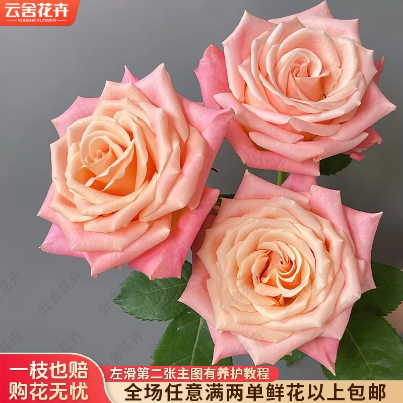 【云舍花卉】【朱小姐】单头玫瑰 全场任意满两单及以上鲜花包邮