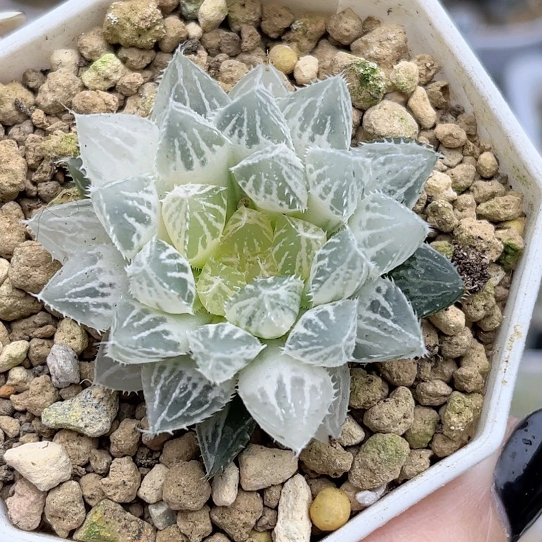 690糊斑楼兰玉露锦福利专场