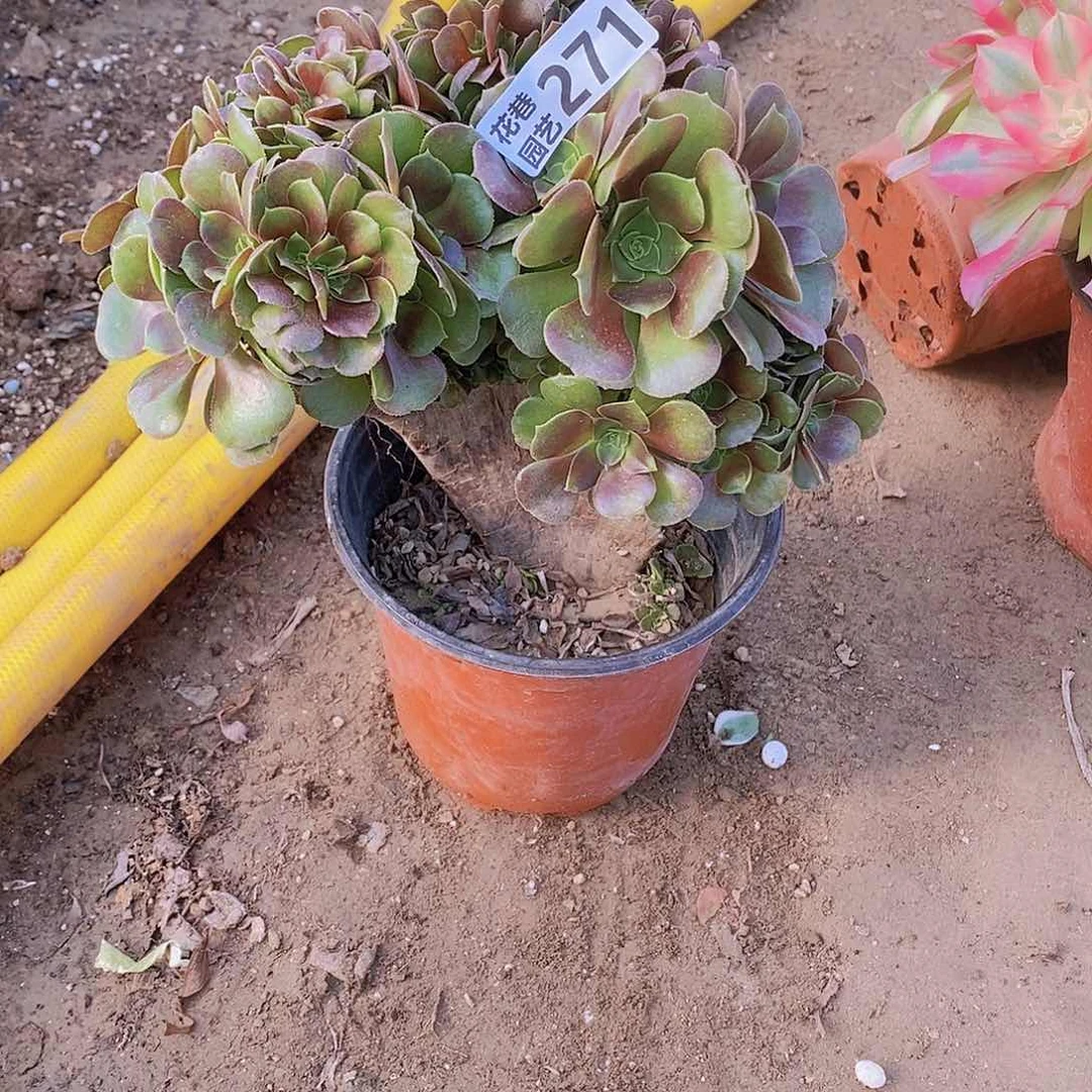 271瑕疵号一物一拍多肉植物