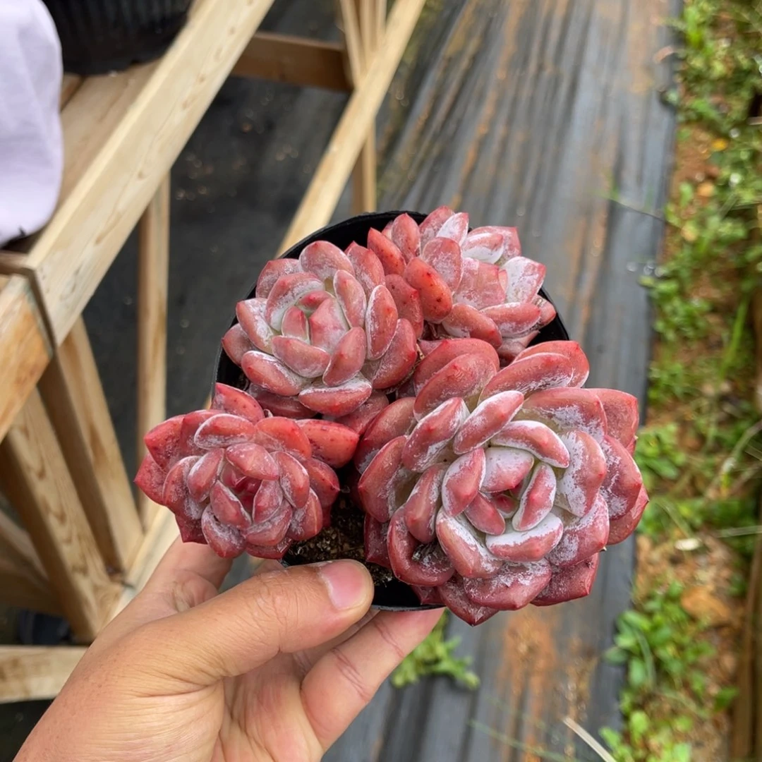 一物一拍不支持退换