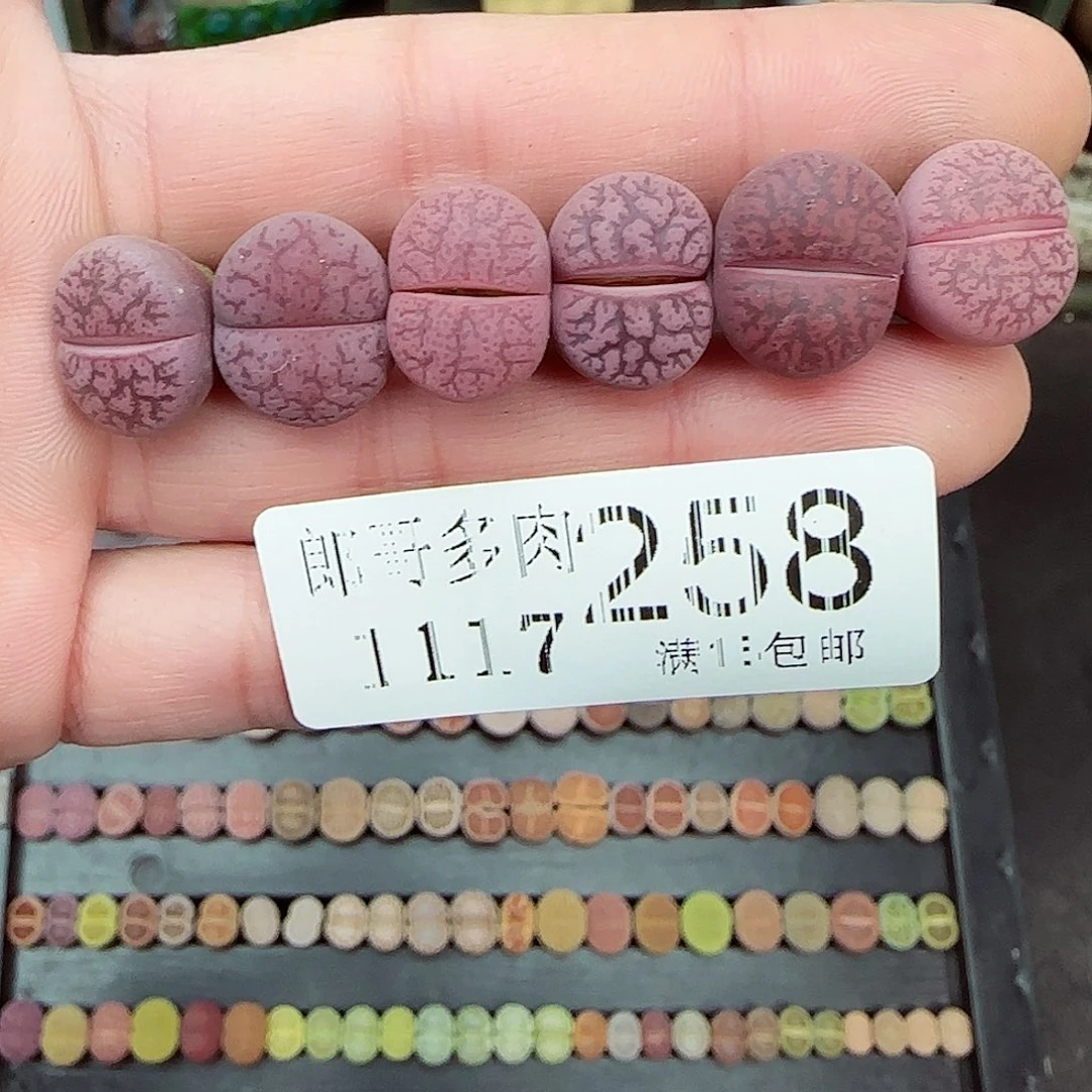 满满18包邮1117-258