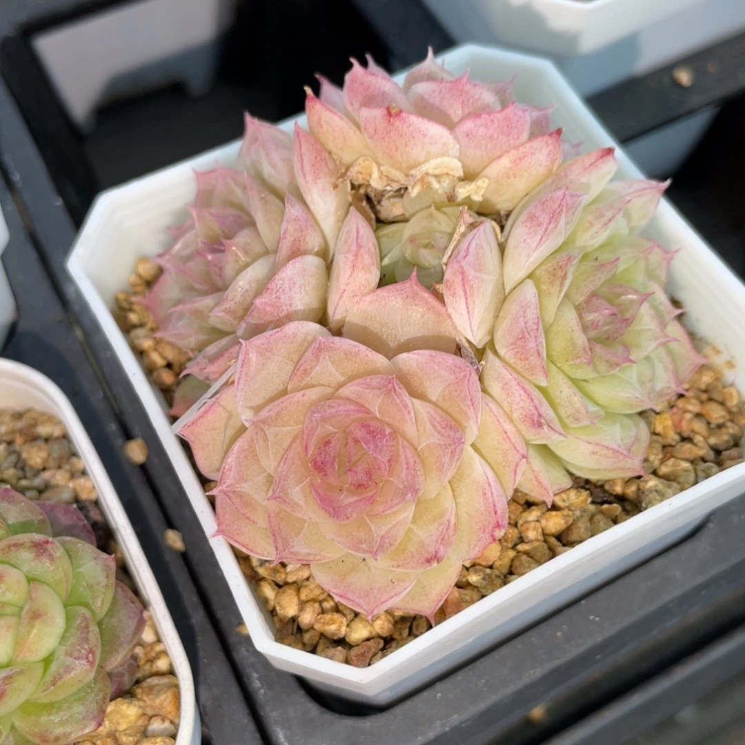 1182潘多拉女王群福利