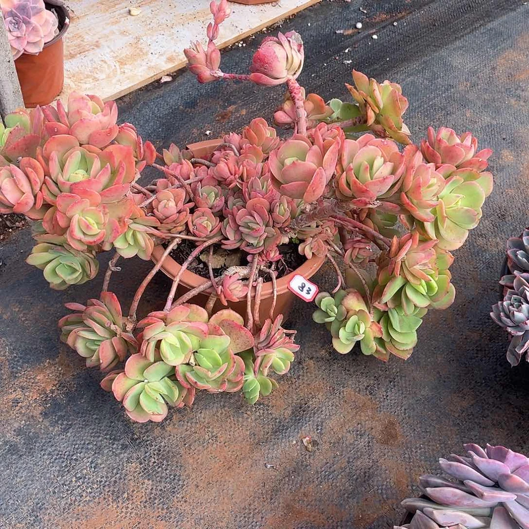 83火焰玫瑰 一物一拍多肉