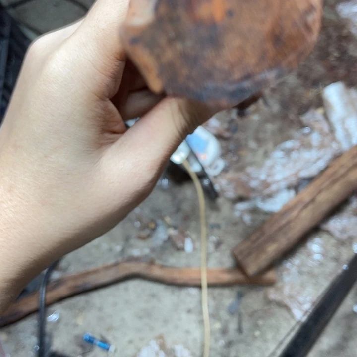 黄花梨/降香黄檀源**断