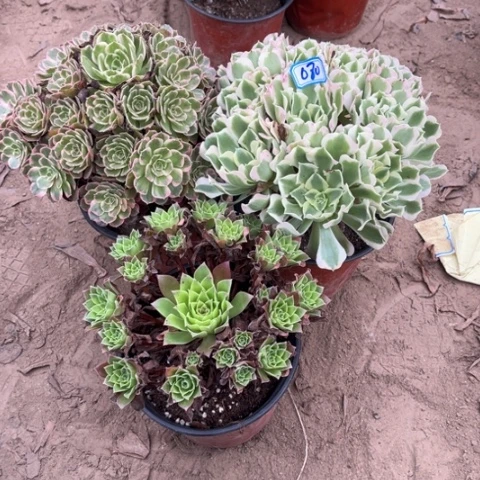 080多肉植物组合，