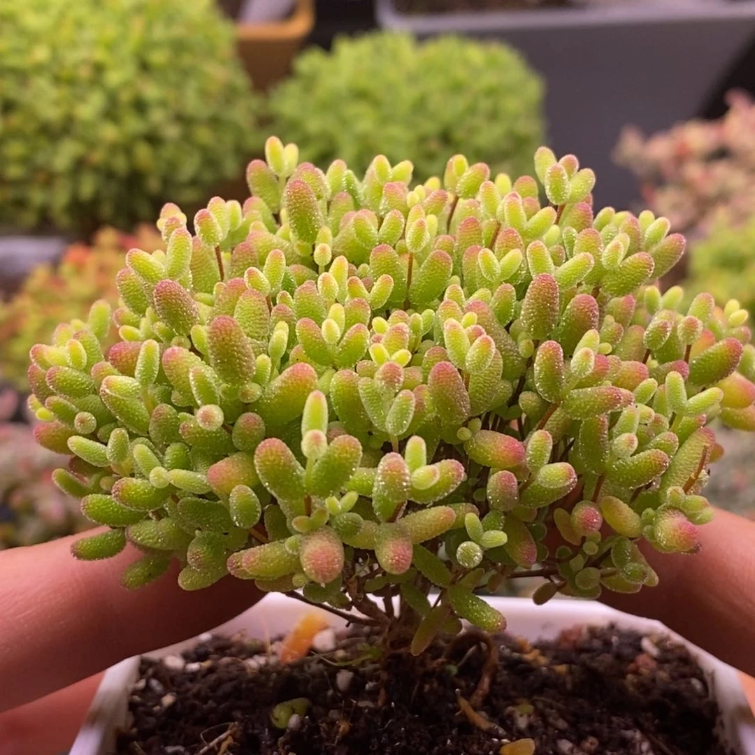 57蜜橘糖球。