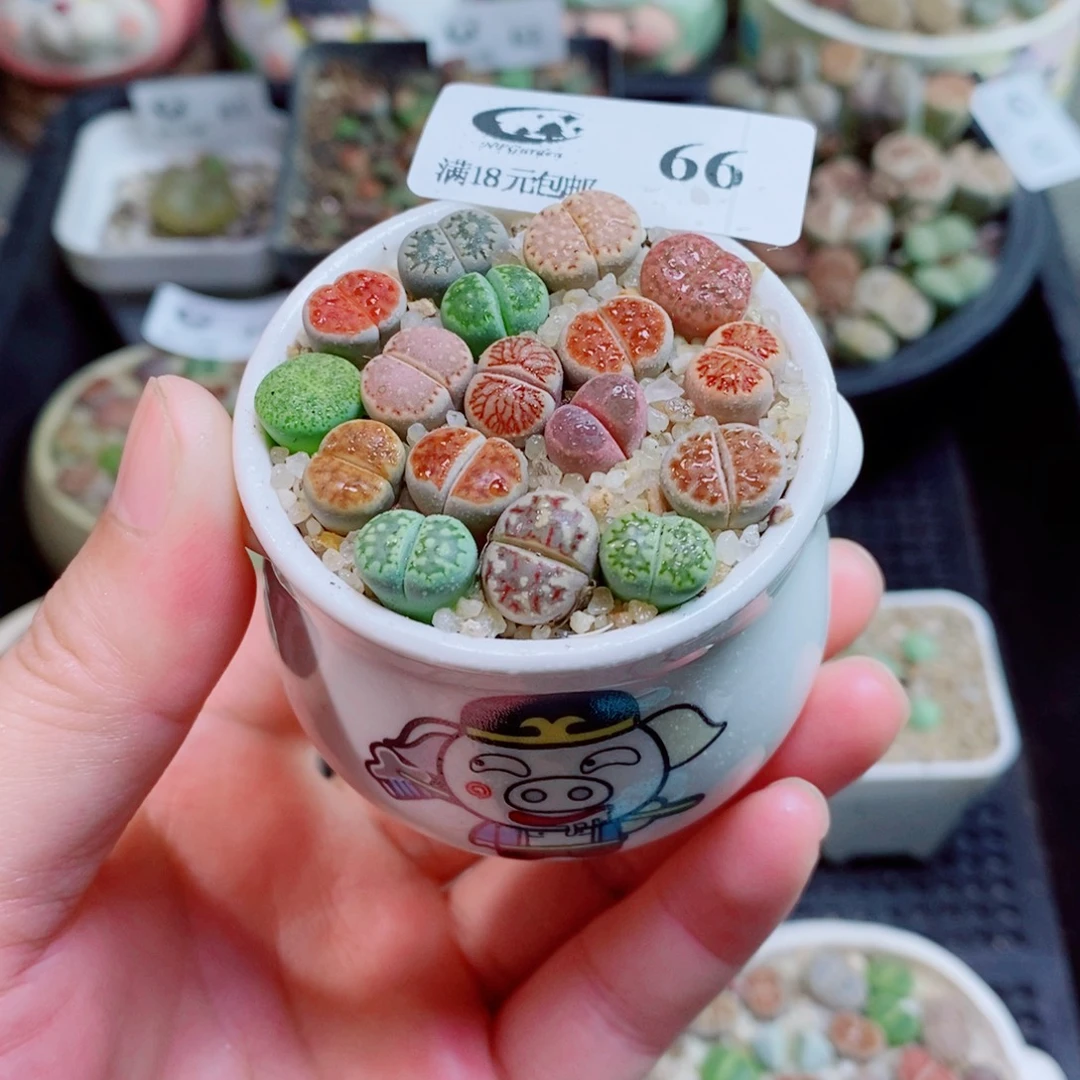 生石花花花花花花花花66