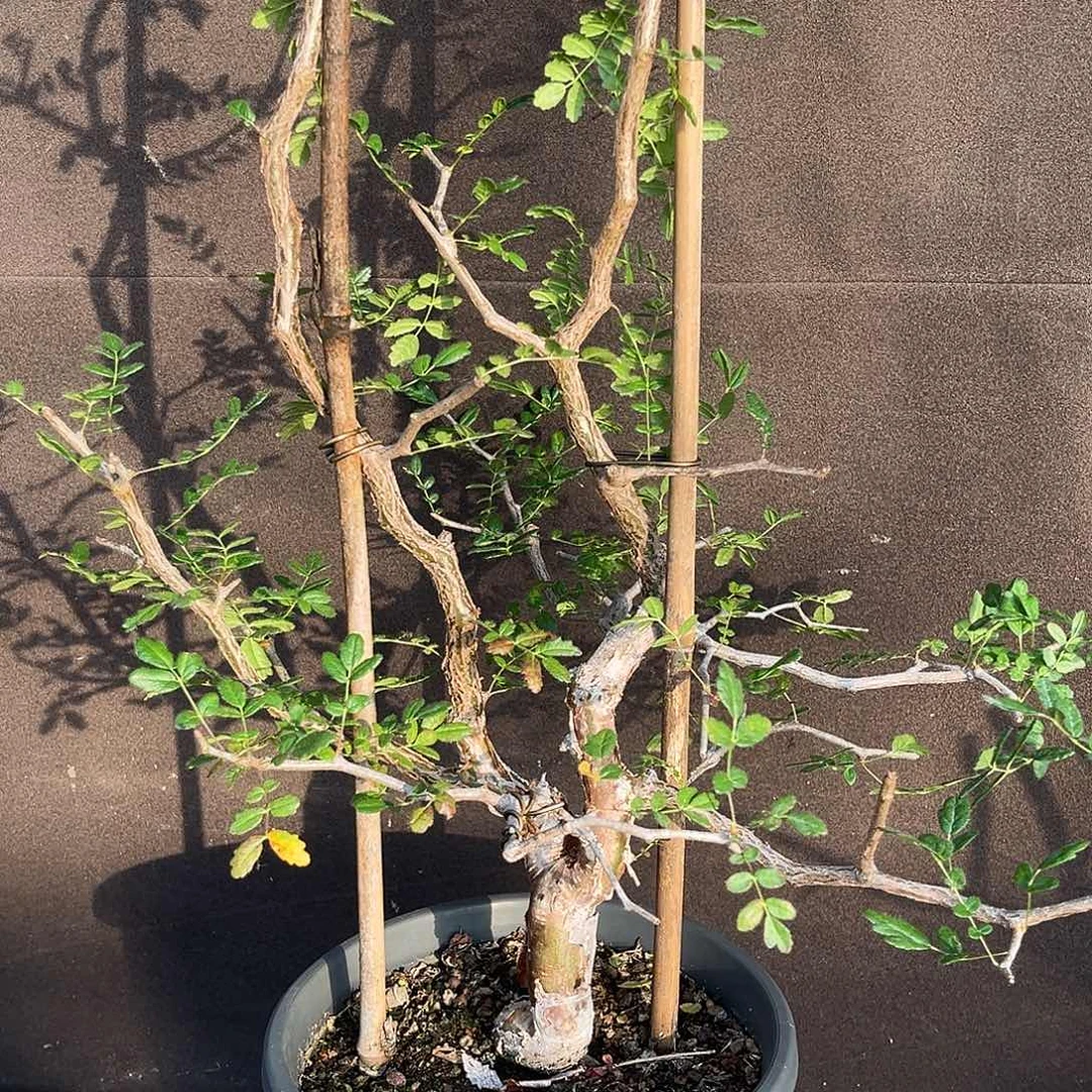 潮流植物 滔天橄榄