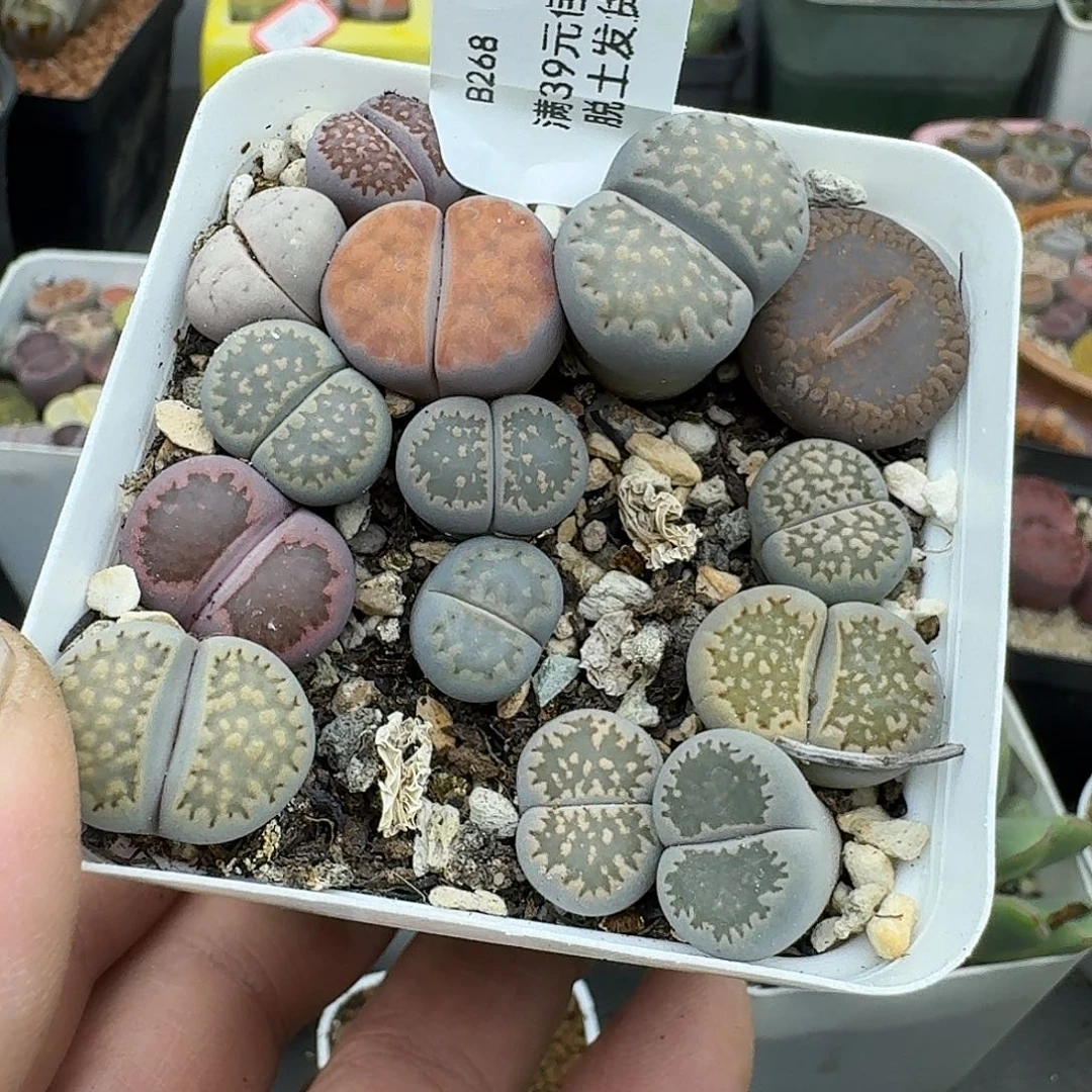 268多肉新手必备多肉