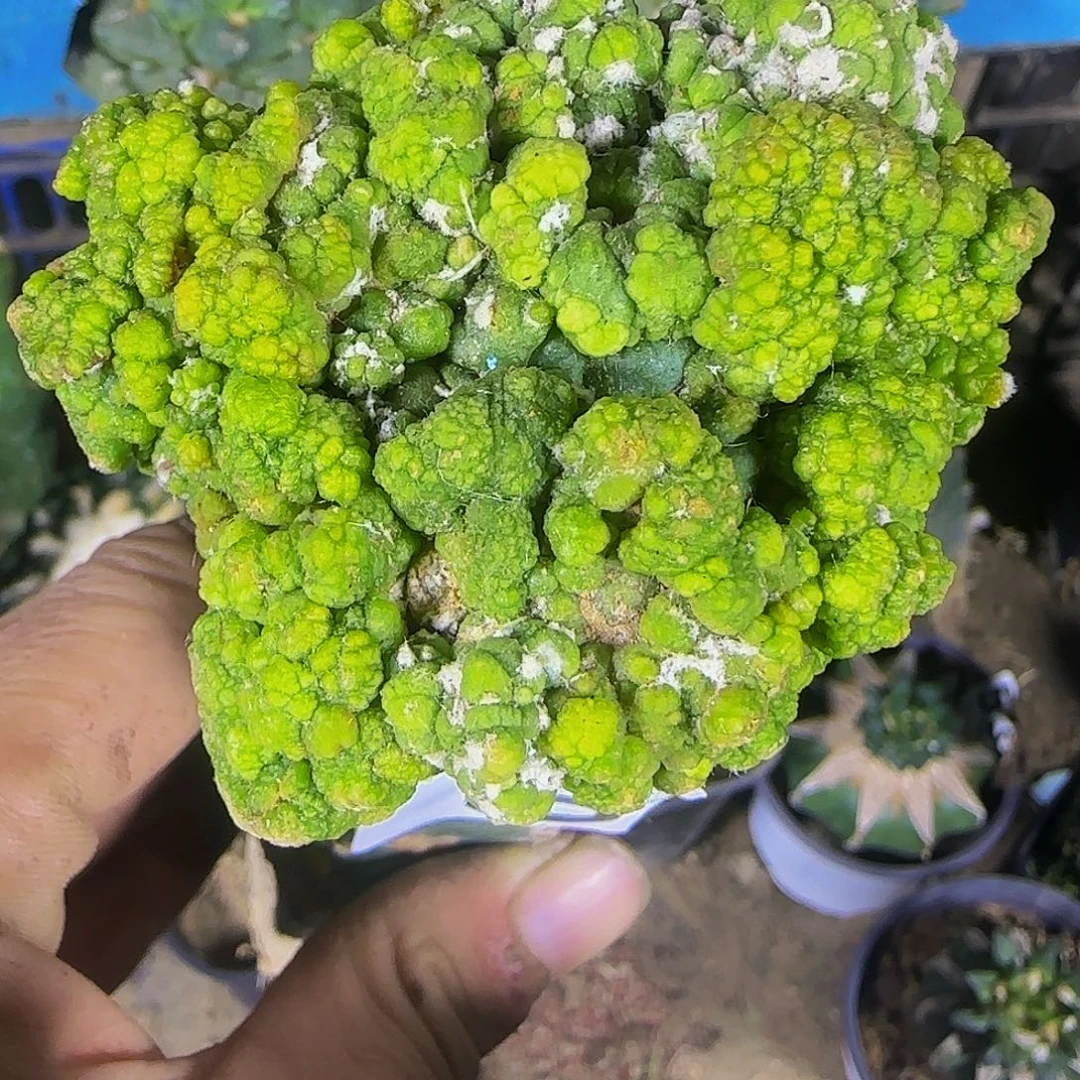 悟空兜710仙人球开花