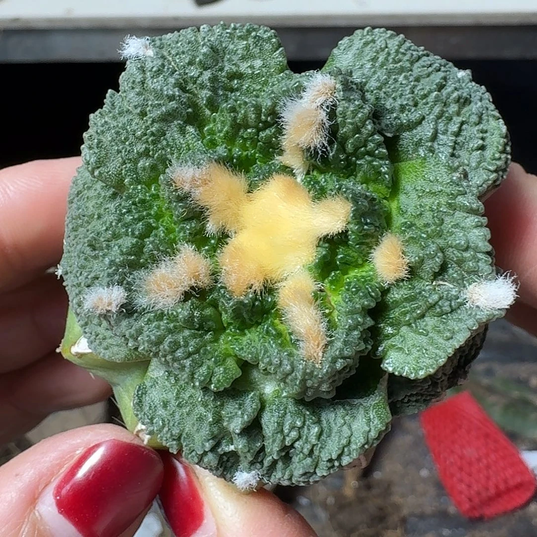 无花朵哥怒牡丹549