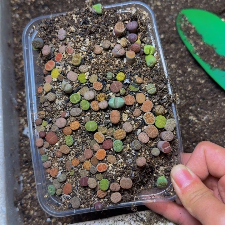楠***多肉植物的生长发育26