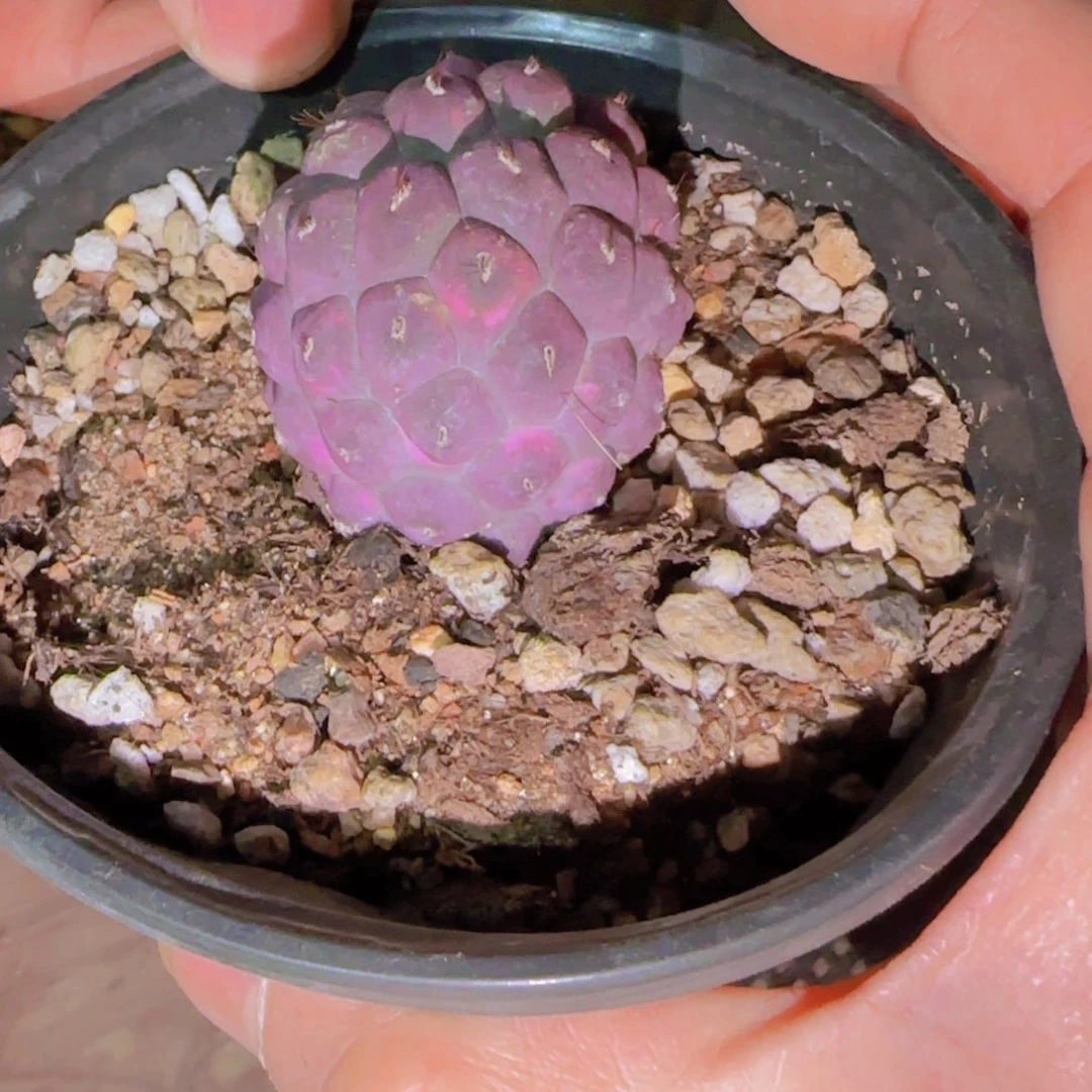 K***g块根植物块根植物