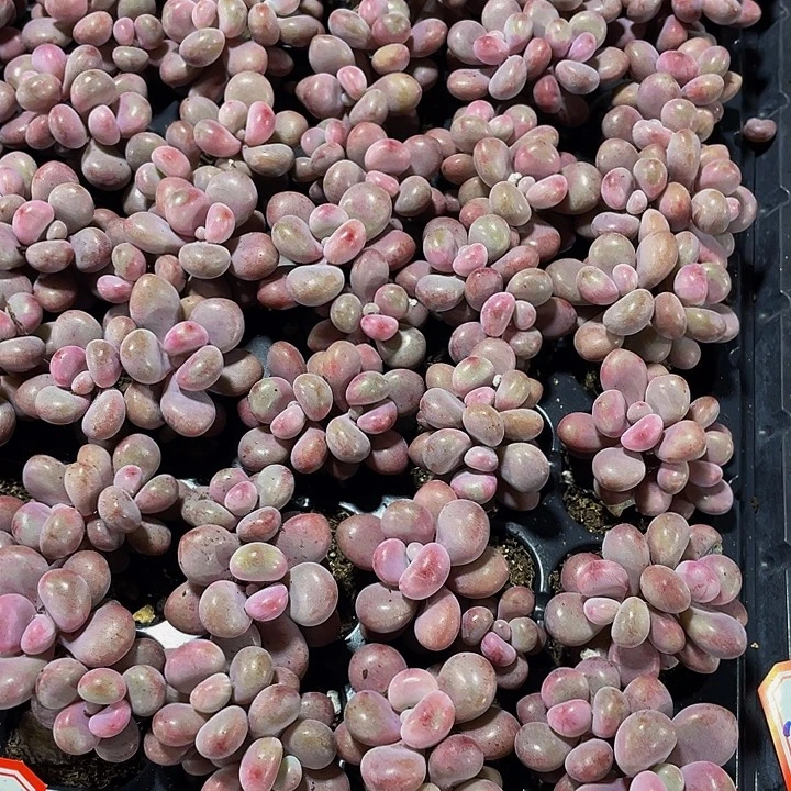 双头小桃蛋1.5带土发货