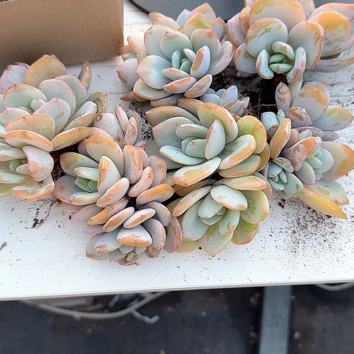 心****师青蛙王子儿童牙膏111