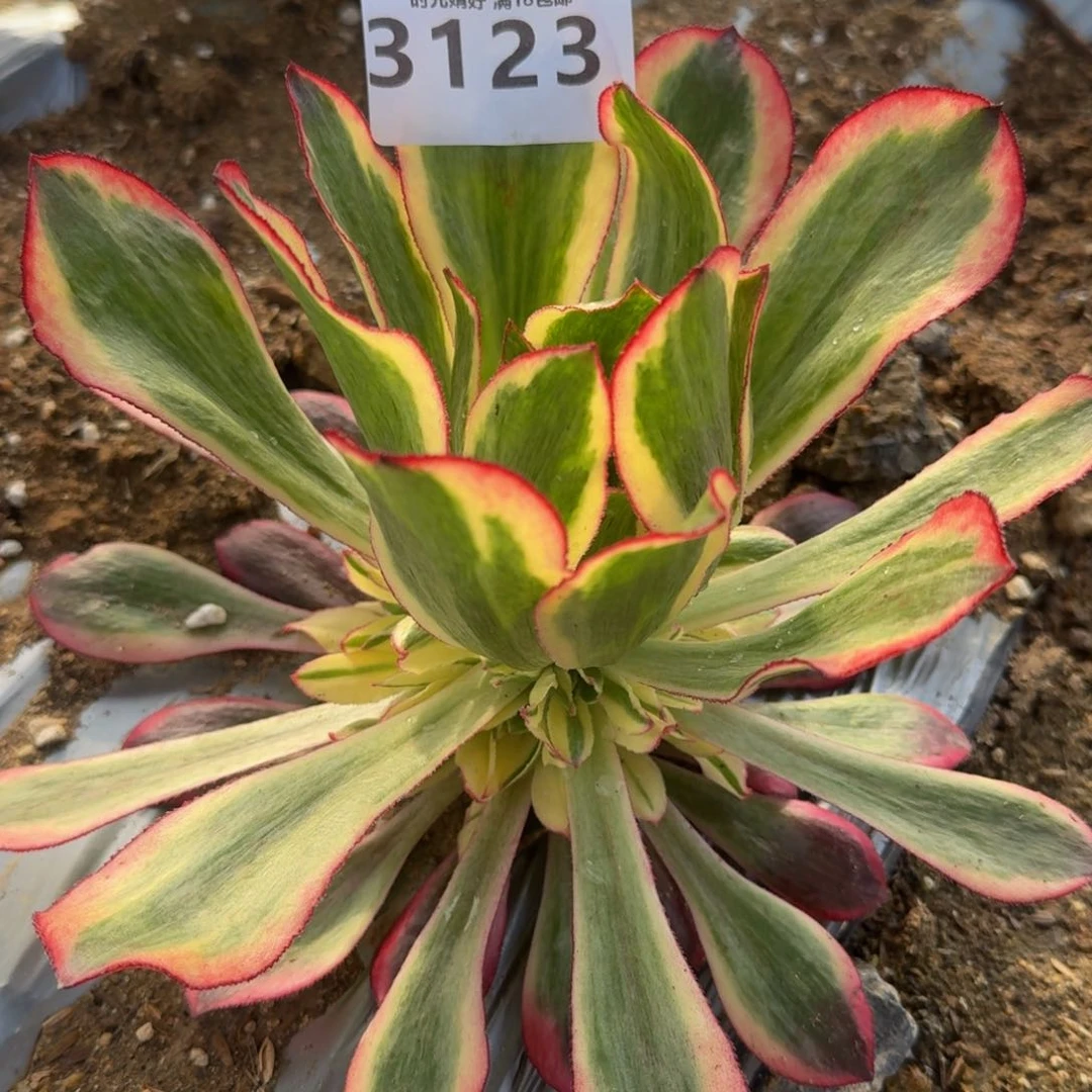 3123魅影多肉植物