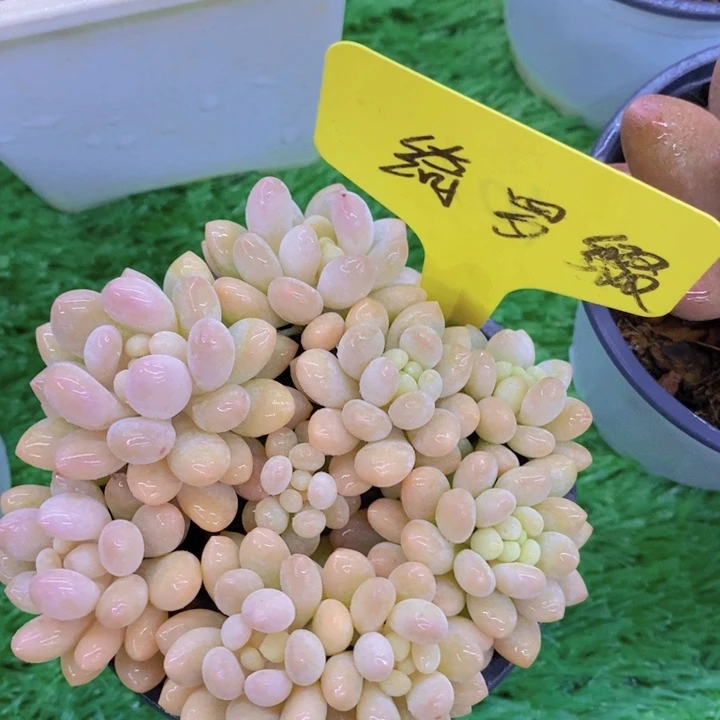 开心多肉，多肉植物