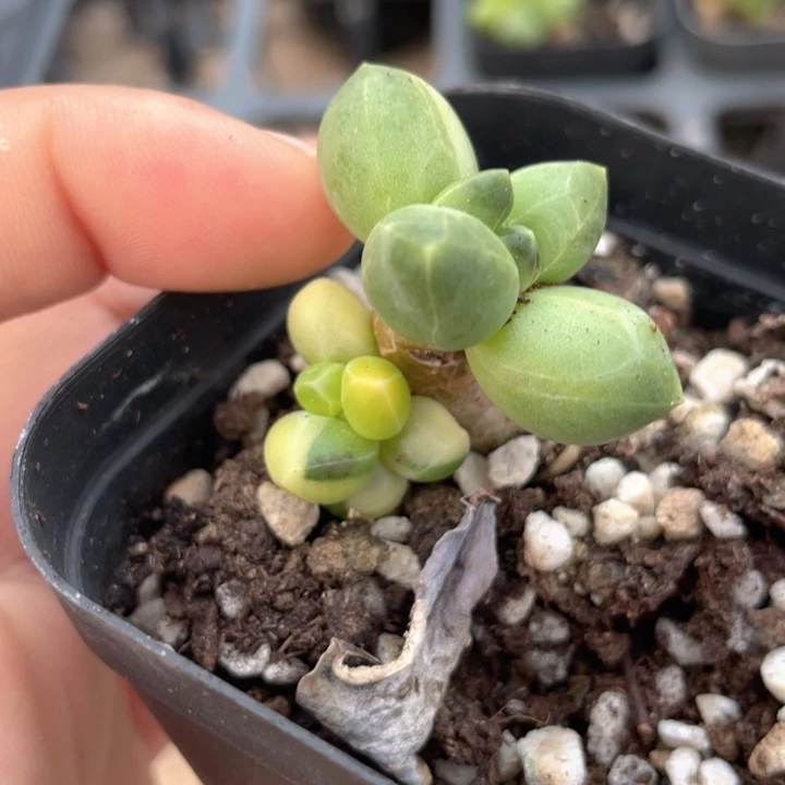 一我一拍满18包邮