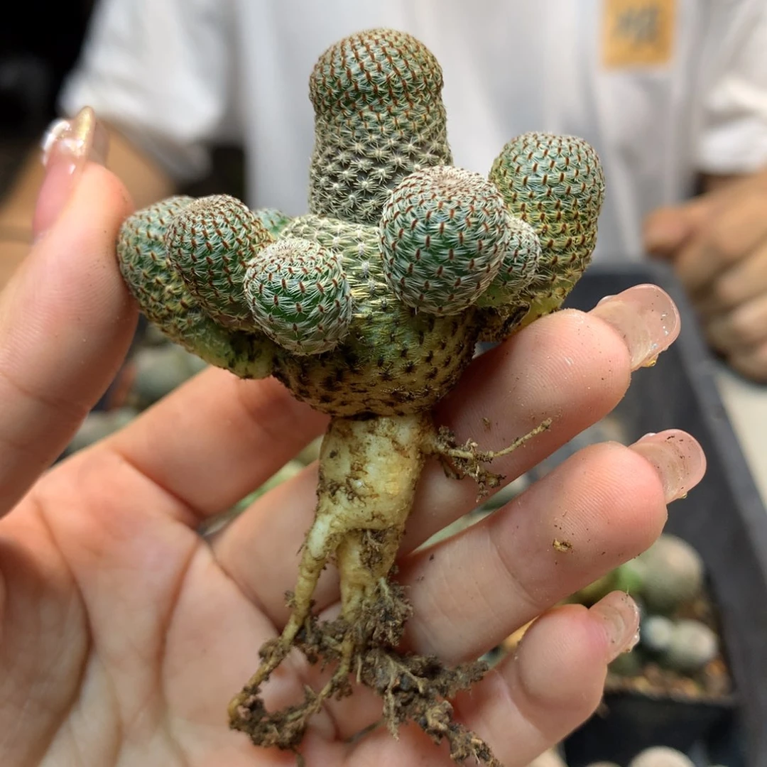 自根 沟宝属 城堡山 盆口经5公分